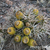 Maihueniopsis glomerata  JN 458 (Tambillos, Mendoza, 2317m, Arg)