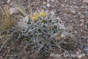 Maihueniopsis glomerata  JN 458 (Tambillos, Mendoza, 2317m, Arg)
