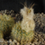 Frailea aureispina GF 272a (21 km South from Harmonia)