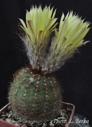 Frailea perumbilicata PR 58 (Cacapava do Sul, South)