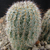 Frailea horstii fma ritteriana GF 379 (Arroyo Velhaco, Corridor Collares km 34)