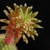 Cleistocactus ferrarii MN 90 (Campo Alegre, Arg)