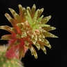 Cleistocactus ferrarii MN 90 (Campo Alegre, Arg)