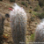 Oreocereus celsianus  TB 404.6 (Tafna, Jujuy, 3683m, Argentina)