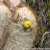Oreocereus trollii  TB 391.6 (Abra de Lipan, Jujuy, 3693m, Argentina)
