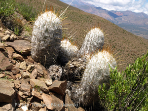 Oreocereus trollii  TB 408.3 (Coctaca, Jujuy, 3579m, Argentina)