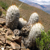 Oreocereus trollii  TB 408.3 (Coctaca, Jujuy, 3579m, Argentina)