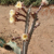 Peniocereus cuixmalensis  Lau 767 (Cuixmala, Jalisco, Mexico)