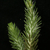 Portulaca pilosa  HUN 645 (Punta Cabo Negro, 0-50m, Venezuela)