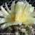 Copiapoa cinerascens v. grandiflora FK 796 (Esmeralda, Chile)