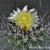 Copiapoa coquimbana  FK 464 (Domeyko-Sarco)