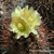 Copiapoa coquimbana ´elongata´  FK  83 (4km West of Pan Am nr Trapiche, Elqui, Chile 200m)