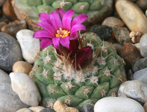 Strombocactus disciformis ssp. esperanzae MZ 863 (Las Adjuntas,Guanajuato, Mex)