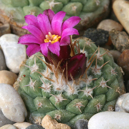 Strombocactus disciformis ssp. esperanzae MZ 863 (Las Adjuntas,Guanajuato, Mex)