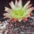 Copiapoa coquimbana ´wagenknechtii´ FK 26 (Coquimbo, 15km East of La Serena, Elqui, 100m)