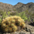 Trichocereus candicans  TB 327.3 (Talacasto, 1883m, San Juan, Argentina)
