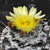 Copiapoa hypogaea ´mollicula´ FK 444 (Q. Leone, Chile)