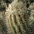 Copiapoa marginata  FK 518 (Caldera, Pta de Lobos)