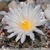 Thelocactus hexaedrophorus 'fossulatus'