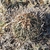 Stenocactus crispatus BKM 935 (El Pedernal, SLP, Mex)