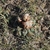 Thelocactus heaxadrophorus BKM 938 (El Pedernal, SLP, Mex)
