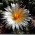 Thelocactus leucacanthus RS 509 (Puente Ingeniero Arenal, Hidalgo, Mex)