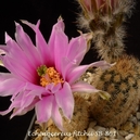 Echinocereus fitchii SB 861 (Webb Co, TX)