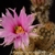 Echinocereus fitchii SB 861 (Webb Co, TX)