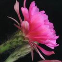 Echinopsis obrepanda  WR 653 (Iscayachi, Bol)