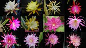 Epiphyllum HYBRID ´Winbergs selection´