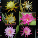 Epiphyllum HYBRID ´Winbergs selection´