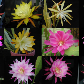 Epiphyllum HYBRID ´Winbergs selection´
