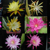 Epiphyllum HYBRID ´Winbergs selection´