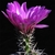 Echinocereus fendleri ssp. kuenzleri (New Mexico, USA)