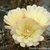 Eriosyce chilensis v. albidiflora FK 192 (Pichidanqui)