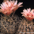 Eriosyce crispa subsp. atroviridis FK  65 (S Canton de Agua, Chile)