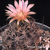 Eriosyce crispa subsp. atroviridis FK  67 (Freirina, 800m, Chile)