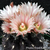 Eriosyce crispa subsp. atroviridis FK  69 (Freirina, 200m)