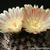Eriosyce crispa subsp. atroviridis FK 105