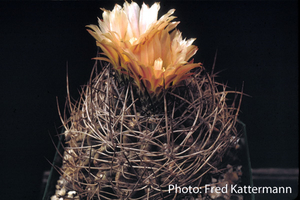Eriosyce crispa subsp. atroviridis FK 160 (10 kms S Freirina)