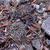 Eriosyce curvispina  FK 424 (Cuelen)