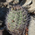 Gymnocalycium pflanzii MN 649