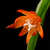 Lepismium monacanthum v. kimnachii WK 1002 (Paracti, 1900m)