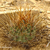 Lobivia pugionacantha v. versicolor TB 166.1 (Quis, N. Incahuasi, Chuquisaca, 3764m, Bolivia)