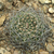 Lobivia pugionacantha v. culpinensis TB 150.1 (Culpina, Chuquisaca, 3083m, Bolivia)