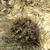 Lobivia calorubra v. mizquensis TB 494.1 (Tintin to San Vincente, 2840m, Cochabamba, Bolivia)