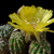 Lobivia chrysantha MN 96 (Santa Rosa de Tastil, Salta, 3250m, Arg)