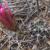 Lobivia krahn-juckeri MN 465 (Esquire - Turuchipa, PotosÍ, Bolivia)