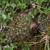 Lobivia maximiliana v. corbula TB 288.1 (Cuzco, 3801m, Peru)