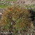 Lobivia maximiliana TB 956.1 (Macusani, 4238m, Puno, Peru)